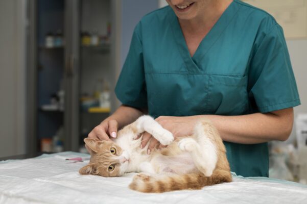 bác sĩ chăm sóc trước khi triệt sản cho mèo đực
