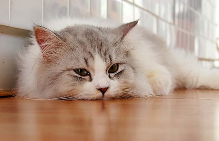 mèo bị stress trầm cảm
