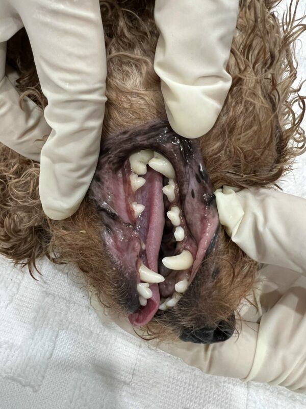 vôi răng ở chó
