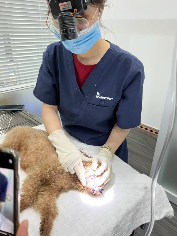 cạo cao răng cho thú cưng tại Danny Pet Clinic