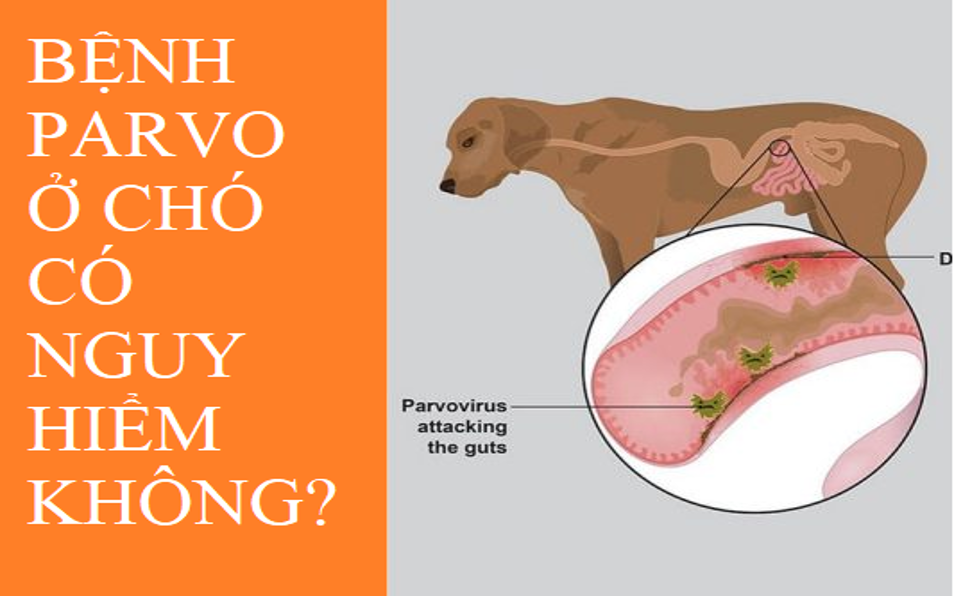 Bệnh Parvo ở chó có nguy hiểm không
