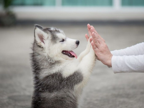 cách huấn luyện chó Husky
