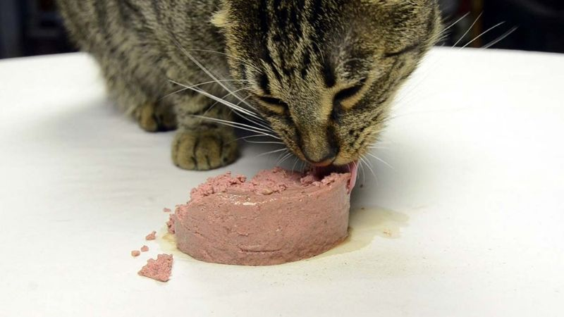 chăm sóc thú cưng đúng cách bằng thức ăn, cho mèo ăn pate