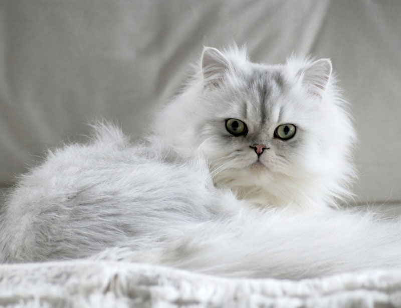 Mèo Ba Tư giống mèo phù hợp cho dân văn phòng, Mèo anh lông dài