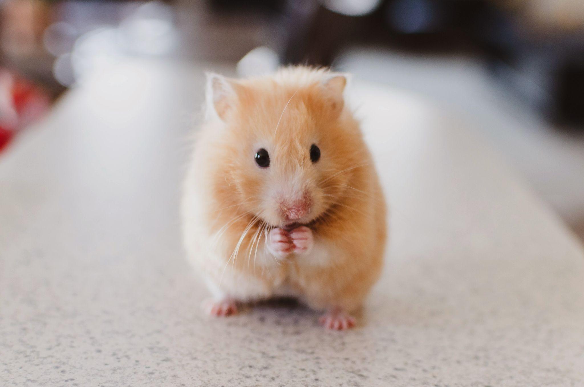 Cách Nhận Biết Hamster Bị Bệnh Tiểu Đường 2024 - Danny Pet Clinic