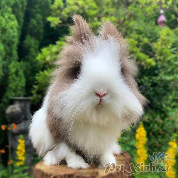 Giống thỏ ở Việt Nam Thỏ Lionhead